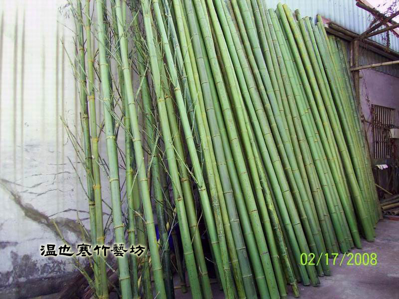 竹材 - 保青竹 | 溫也寒竹藝坊