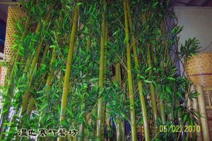 帶枝葉保青竹02