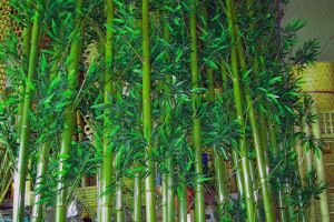 帶枝葉保青竹03