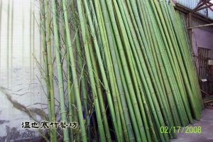 規格化保青竹材1