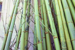 規格化保青竹材2