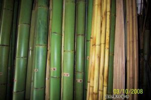 規格齊全的保青竹
