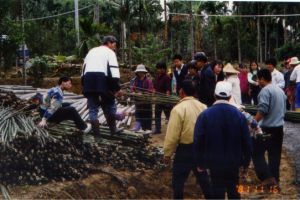 搭蓋竹屋備材現場