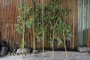 室內裝置擺飾用保青竹