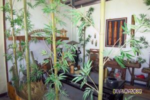 室內裝置保青竹